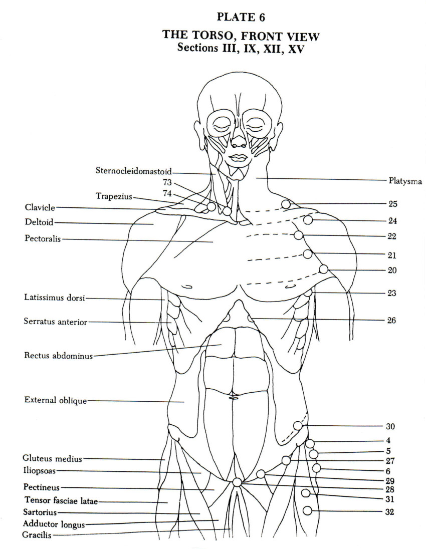 The Torso, Front View