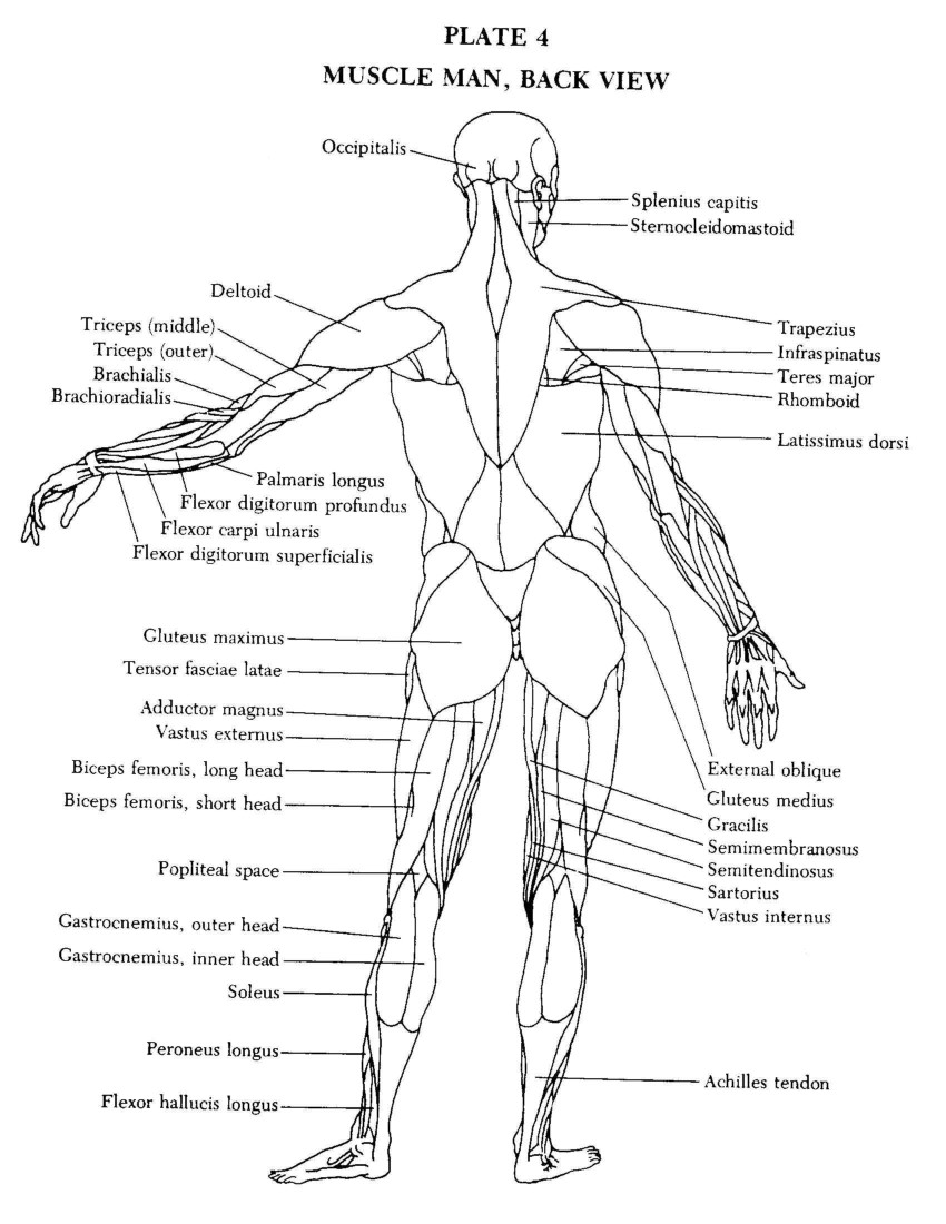 Muscle Man, Back View